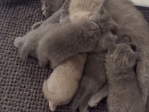 British shorthair pui