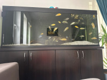 Acvariu 500L + Stand Metalic + Echipat complet