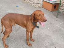 Donez c&acirc;ine de vanatoare visla maghear