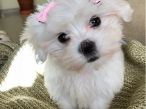 Bichon maltez mini toy