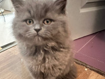 Pui pisica British