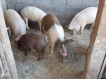 V&acirc;nd porci foarte frumosi si mancaciosi