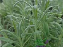 Butasi Lavanda Angustifolia Hidcote Pink 2 Lei Lajumate Ro