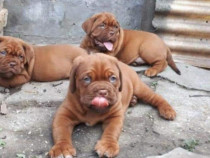 Pui dog de bordeaux