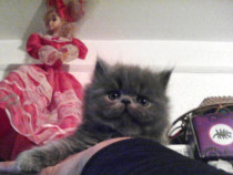 Pui pisici bengal/bengal cat/pisica bengaleza, 500 eur - Lajumate.ro