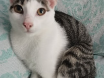 Brasov 🌏 Pisici u2022 Anunturi Gratuite u2022 Lajumate.ro ✔️