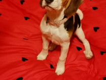 Beagle fetita culoare deosebita
