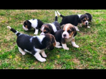 Cățeluși Beagle superbi
