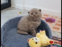 Scottish Fold Lilac . Disponibili imediat. Asigur transport