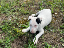 Pui Bull Terrier rasa pura, pedigree, vaccinat, deparazitat