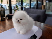 Pomeranian boo toy