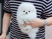 Pomeranian mini puppy