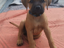 Catelusi frumosi si iubitori Rhodesian ridgeback