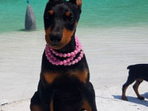 Pui doberman din parinti cu pedigree