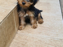 Yorkshire terrier