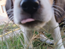 Cățeluși Beagle Tricolor