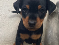 Pui de Pinscher Pitic