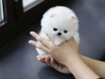 Pomeranian boo mini toy