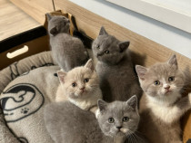 Pui de pisică British Shorthair