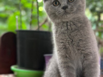 British shorthair