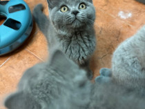 British shorthair