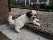 Catel shih tzu 2 luni