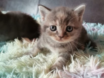 Pisicute british shorthair