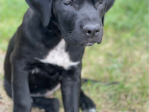 Cane Corso Pui de 6 săptămâni