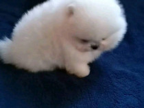 Pomeranian ursulet boo mini