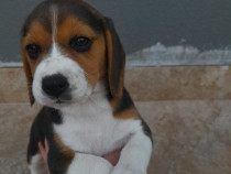 Cățelușă Beagle de  8 săptămâni