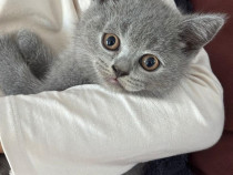 British shorthair (poze reale)