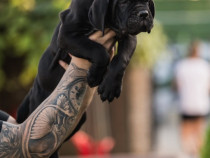 Cane Corso cățeluși