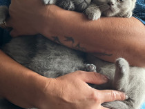 Pisici British Shorthair