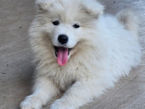 Vand catelusa samoyed