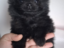 Pui pomeranian în vârstă de 8 săptămâni.