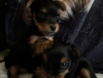 Căței yorkshire terrier mini.