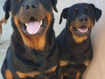 Rottweiler disponibil născuți pe 18-06-2024