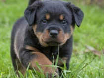 Rottweiler disponibil născuți pe 18-06-2024 Preț Negociabil.