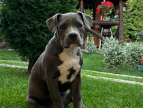 American Bully