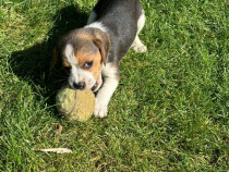 Căței beagle tricolor