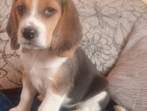 Căței beagle tricolor