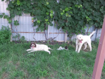 Caini Lagotto Romagnooo