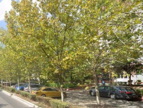 Bd. Theodor Pallady 223 mp vitrina 11 m