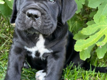 Cane corso masculi