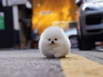 Pomeranian mini boo