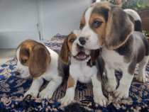 Beagle tricolori