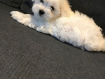 Bichon maltez mini toy