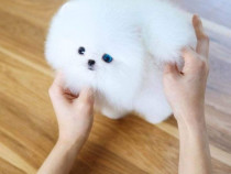 Pomeranian teacup boo