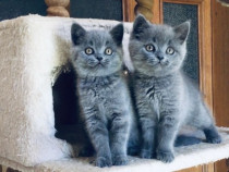 British shorthair