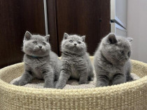 British shorthair motănei și pisicuțe